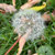ratz459 thumbnail